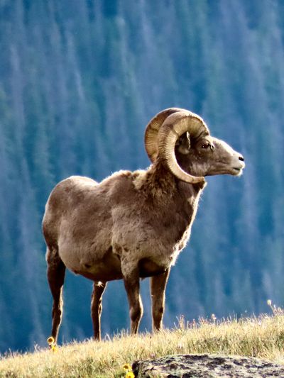 Ram on a mountain