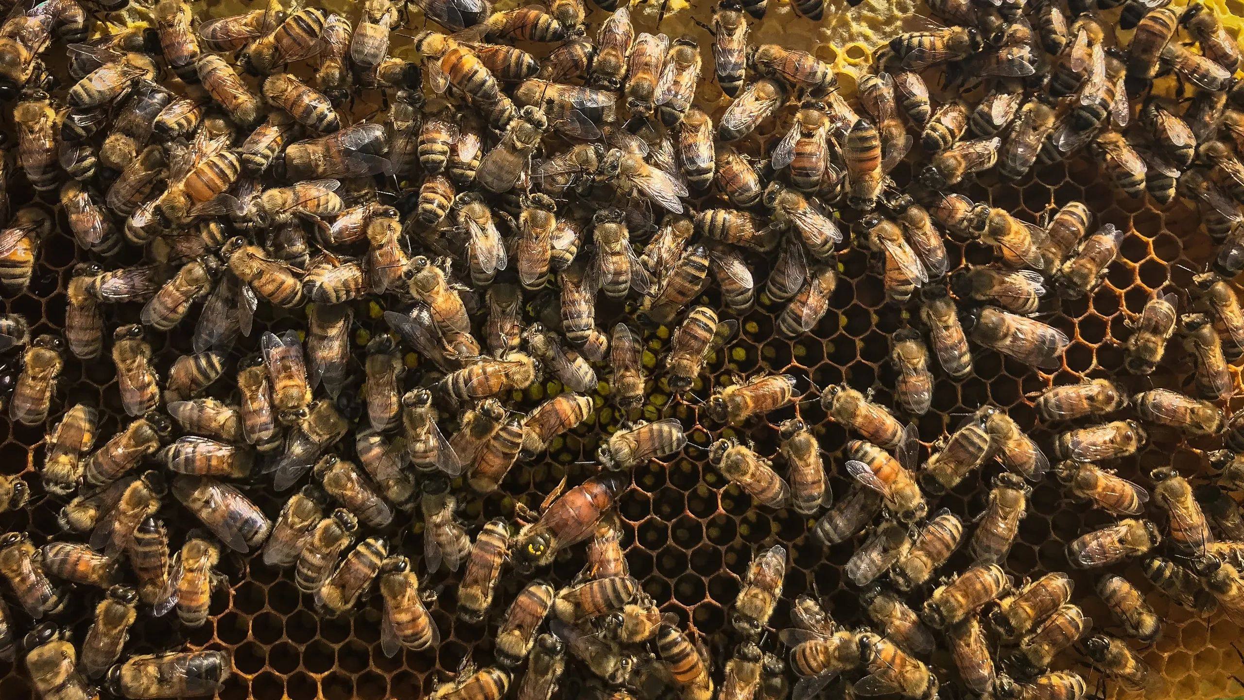 Bees Shp Gallia Bees