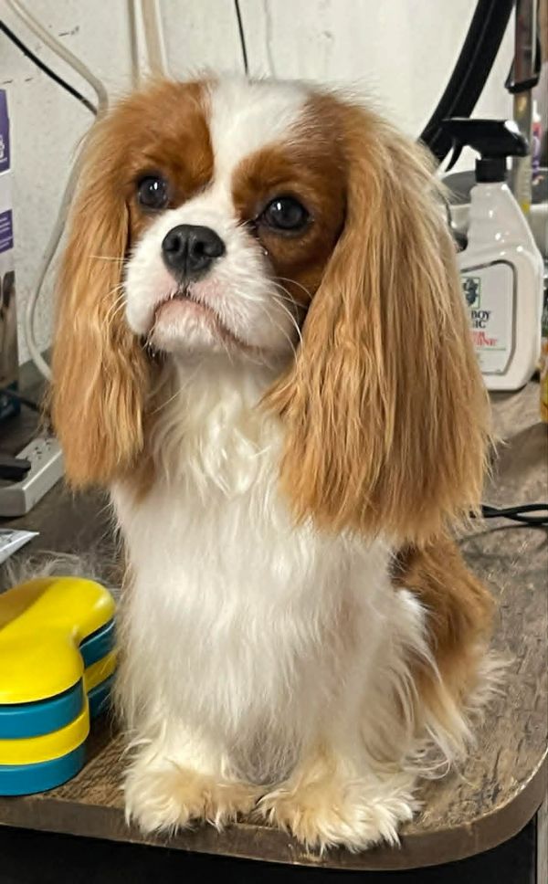 Cute brown and white dog sitting on a table.