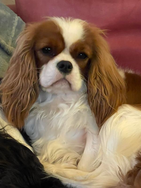 Close-up of a Cavalier King Charles Spaniel dog.