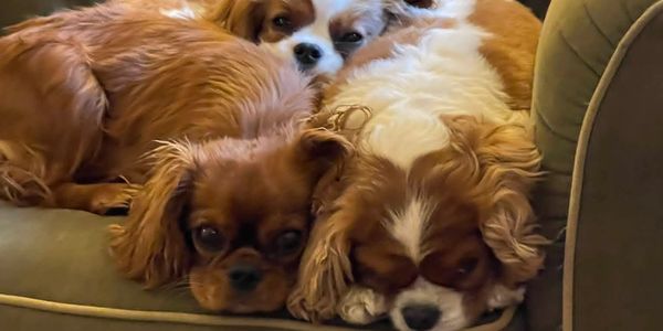 Three dogs resting close together on a couch.