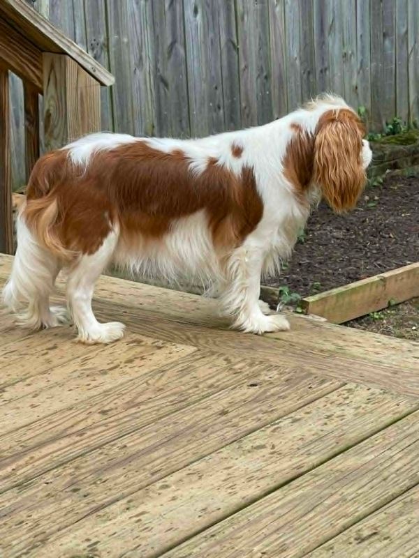 A brown and white dog stands on a wooden deck.