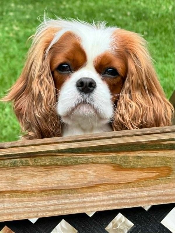 Close-up of a Cavalier King Charles Spaniel looking over a wooden fence.