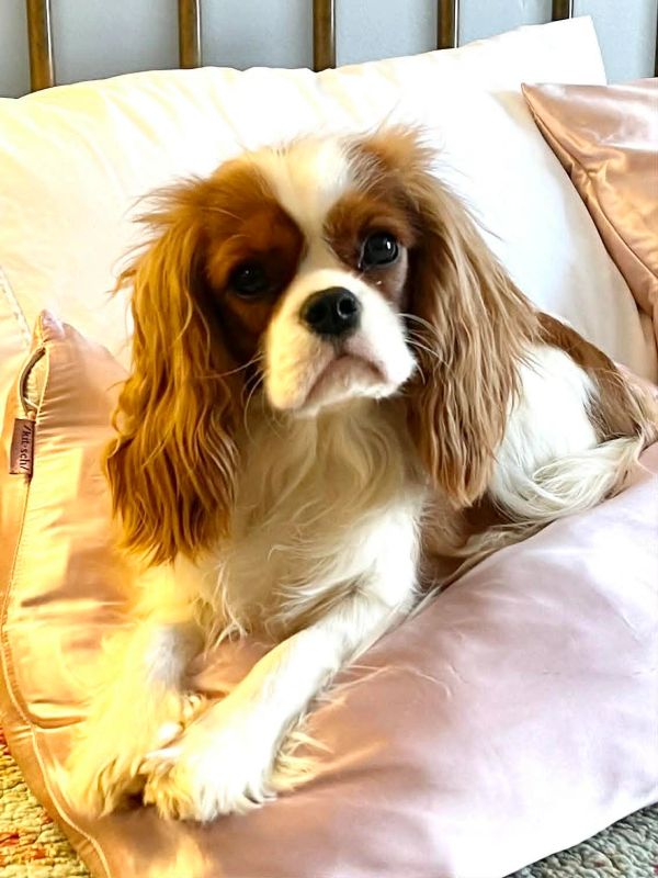 Cute Cavalier King Charles Spaniel on a pink pillow.