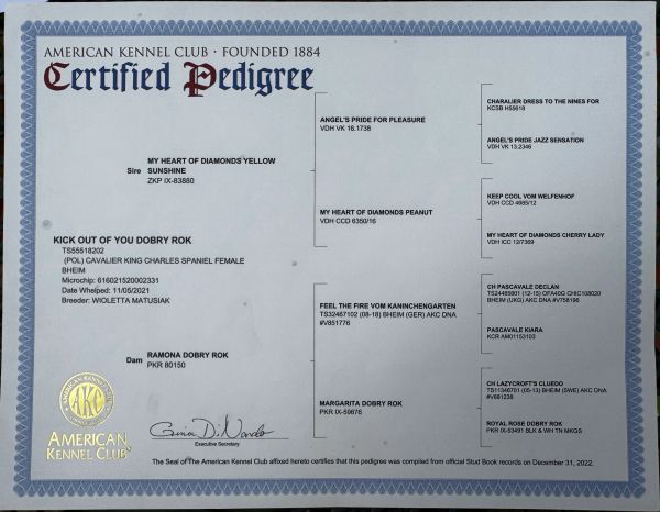 Certified pedigree of a Cavalier King Charles Spaniel named Kick Out of You Dobry Rok.