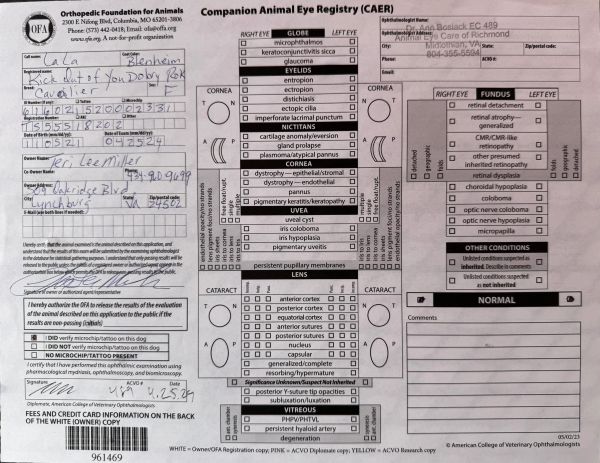 OFA Companion Animal Eye Registry form for a Cavalier dog named LaLa.