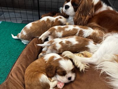 Mother dog nursing her puppies.