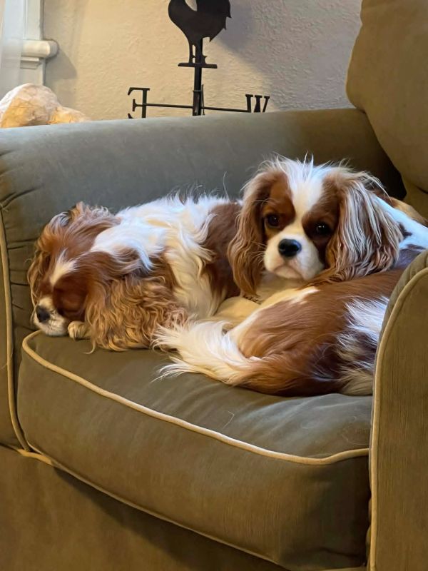 Two Cavalier King Charles Spaniels resting on a green couch.