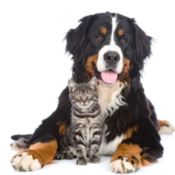 A Bernese Mountain Dog and a tabby cat sitting together, looking at the camera.
