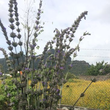 Cultivo de lavanda Provence en Tlayacapan, Mor.