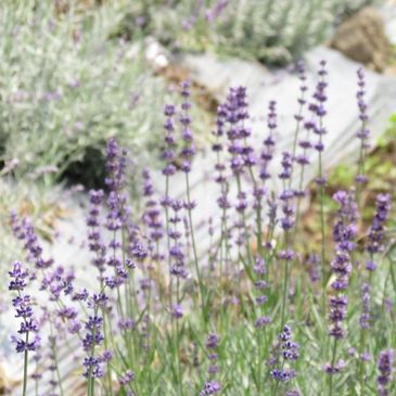 Lavanda blue cultivada en México