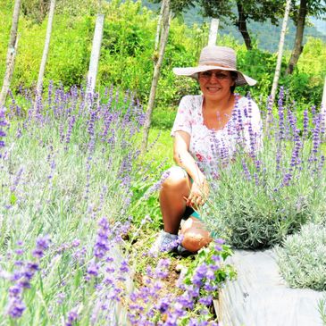 Lavanda blue cultivada en México