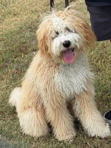Fluffy cream-colored dog sitting on grass with tongue out.