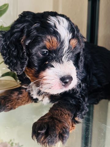 Close-up of a tricolor Bernese Mountain Dog puppy resting.