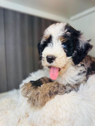 Fluffy puppy with blue eyes and tongue out relaxing on a soft blanket.