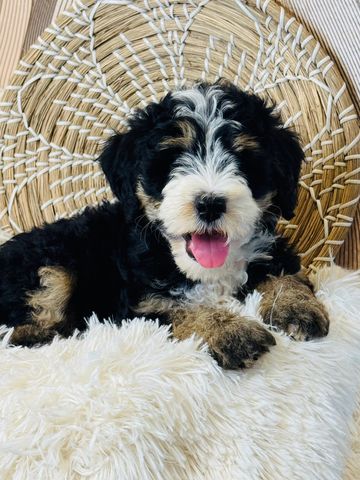Fluffy black, white, and brown puppy resting on a furry cushion.