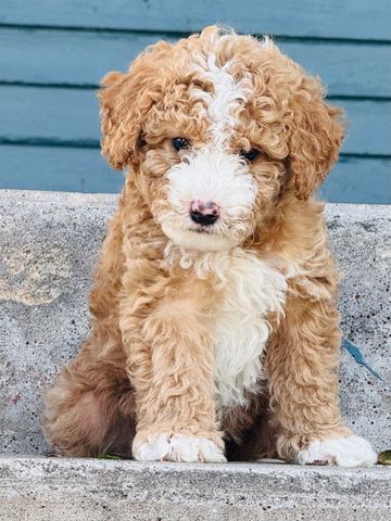 Curly-haired brown and white puppy sitting on concrete steps.