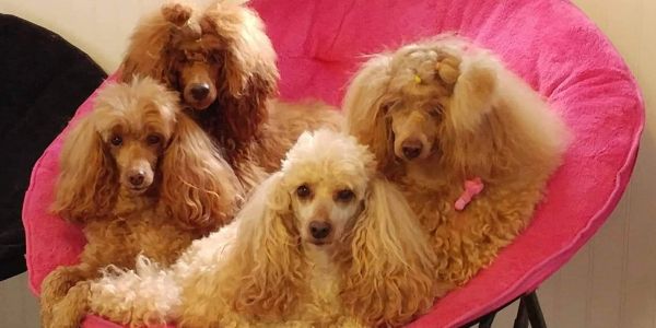 Four poodles sitting together on a pink cushioned chair.
