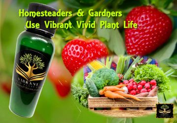 Vibrant plant-based juice and fresh garden veggies.