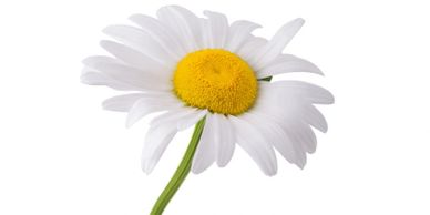 Close up of a chamomile flower - looks like a daisy - white petals around a yellow center. 