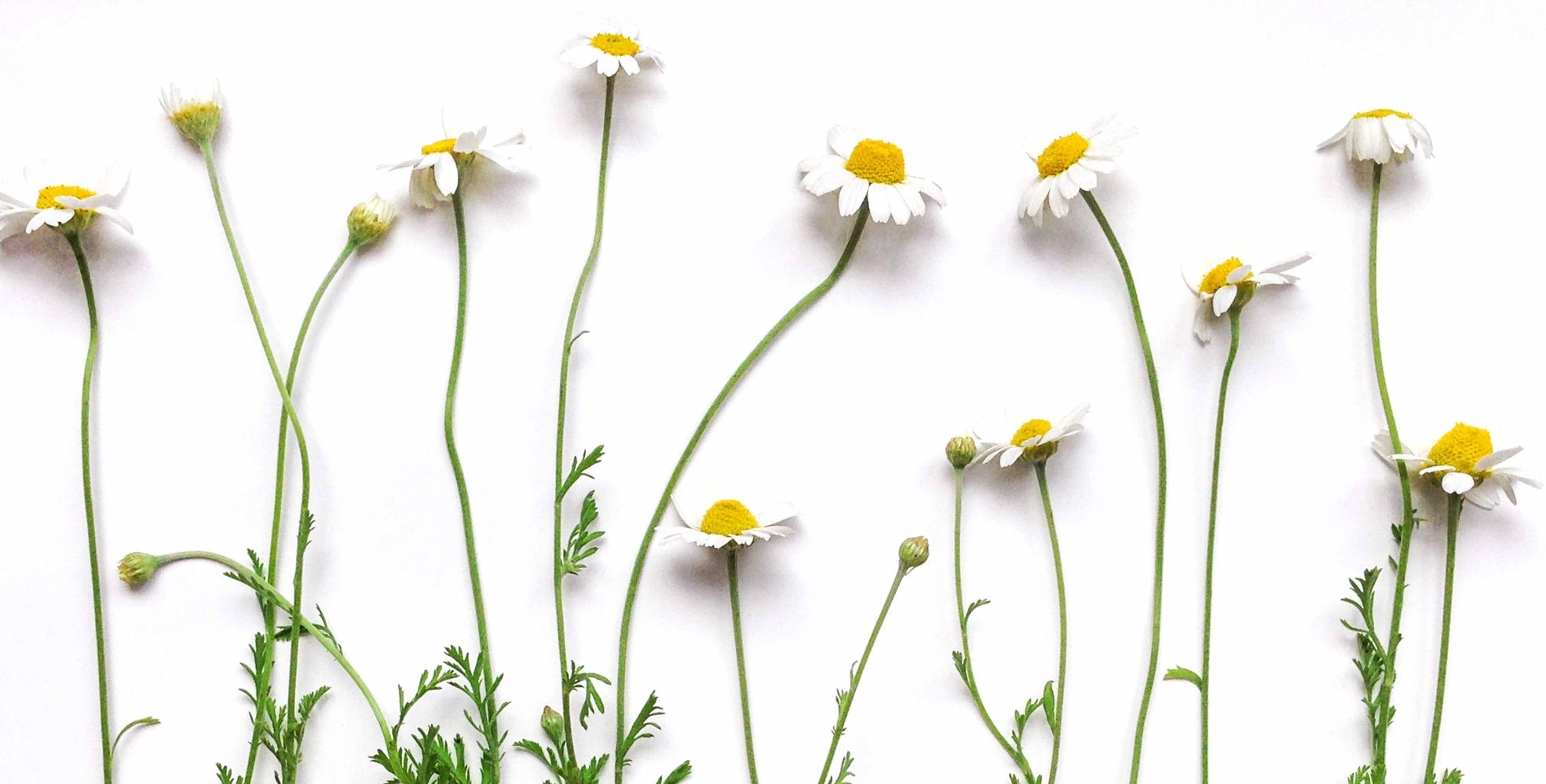 Chamomile flowers on a white background.