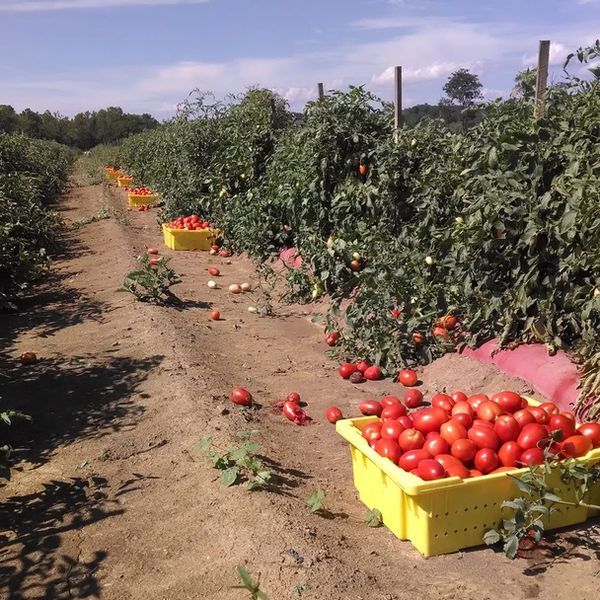 Tomato plants