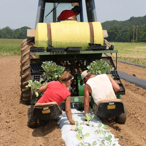 Transplanting produce