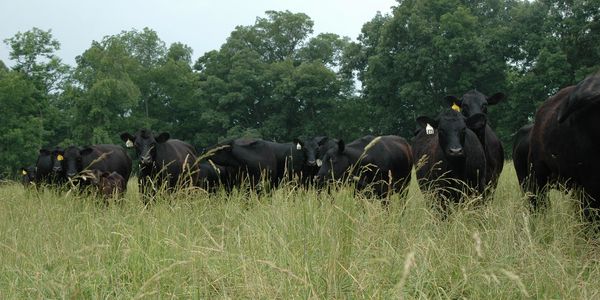 Angus cows and calves in pasture