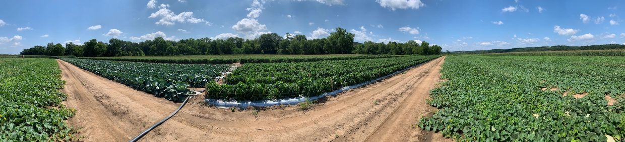 Produce field in WV