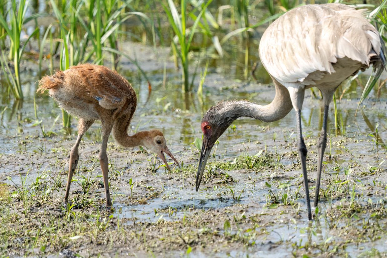 Sandhill Crane parent teaching it's colt to find food