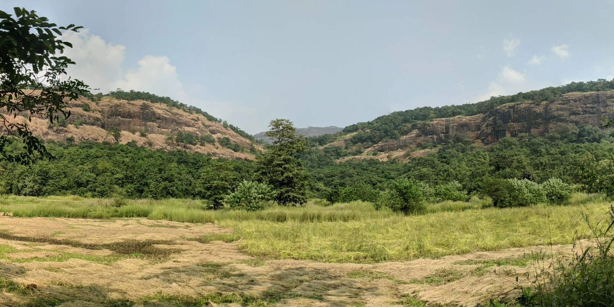 The fields where we produce a few different varieties of rice using natural methods