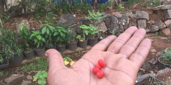 A hand outstretched, showing cherry tomatoes freshly harvested and also other food forest plants