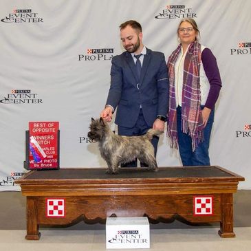 Cairn terrier