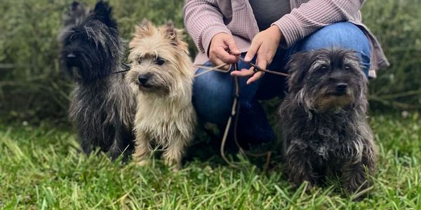 Cairn terriers for sale