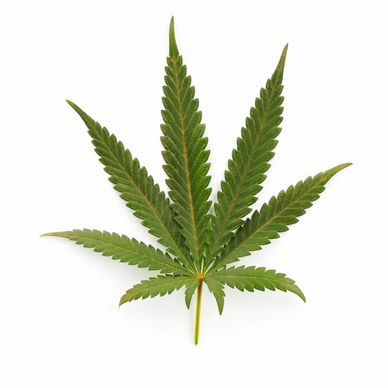 A cannabis leaf on a white background.
