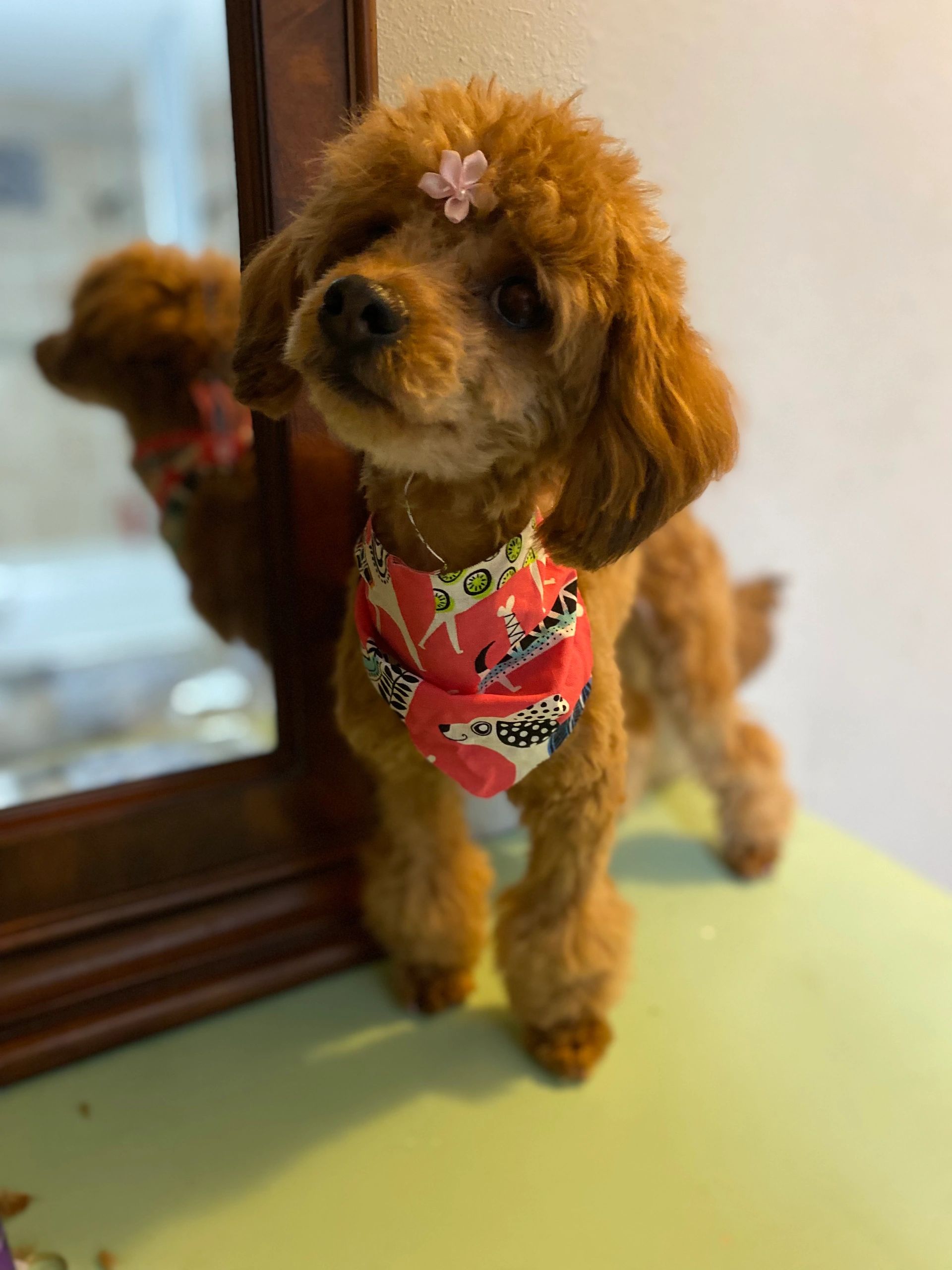 Big Boss Dog Grooming