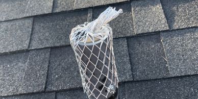 Roof vent with protective mesh on rooftop shingles.