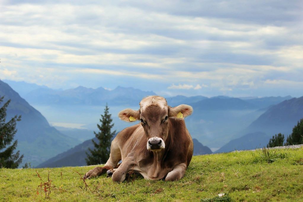 The Alps, Switzerland
2015
