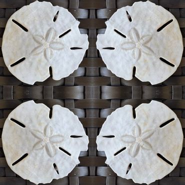 Sand Dollars