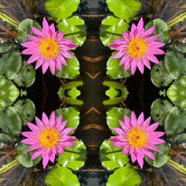 Water Lilies 