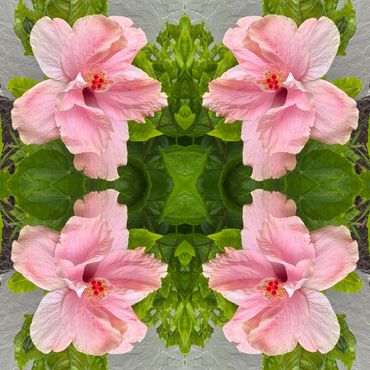 Double Pink Hibiscus
