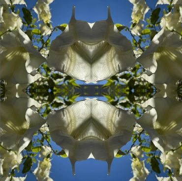 Angel's Trumpet Tree 2