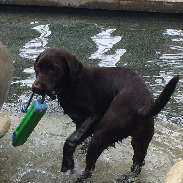 This is Mocha's first water retrieve!
