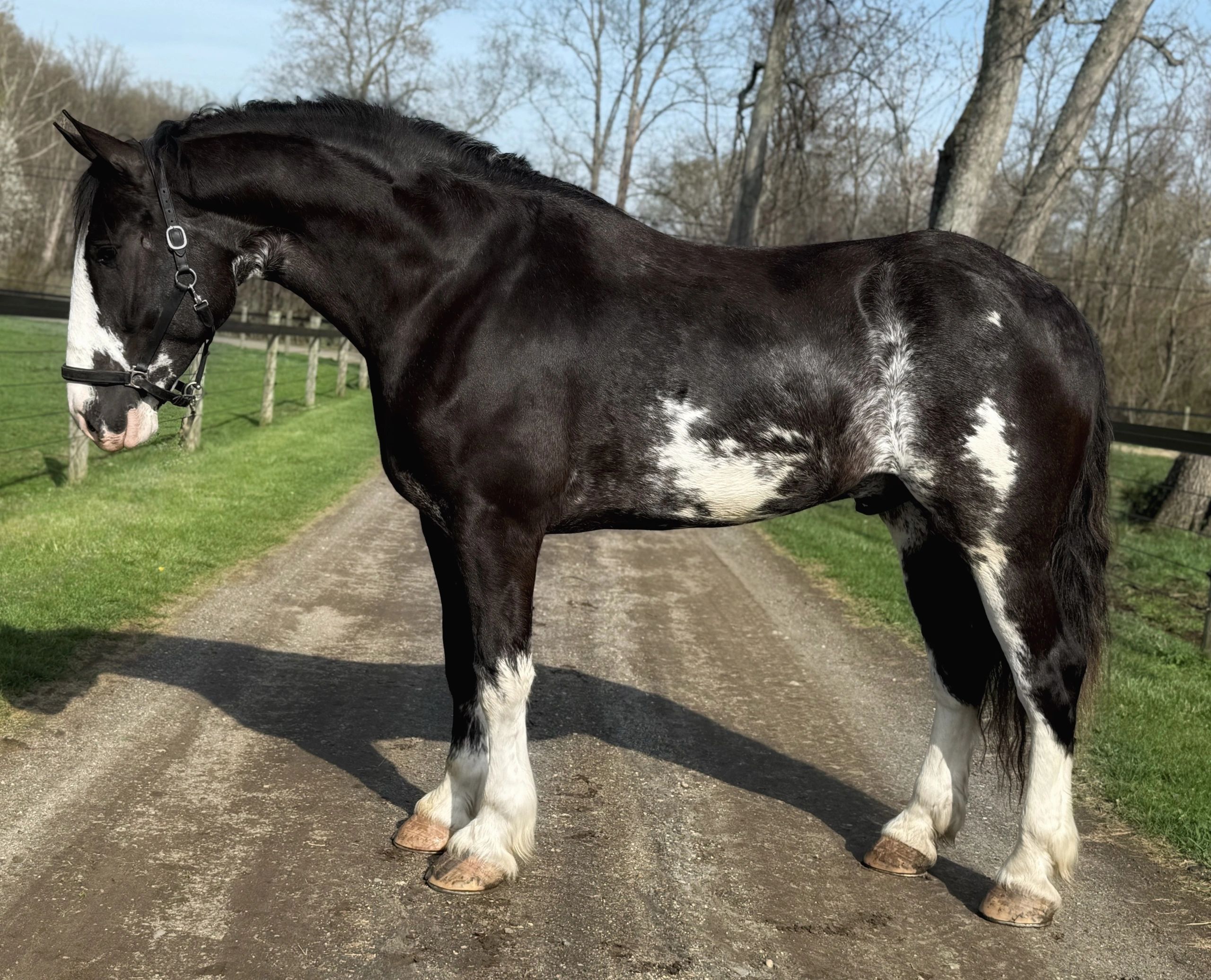 Shire tb gelding 