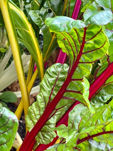 Vibrant Swiss chard leaves with red and yellow stems.