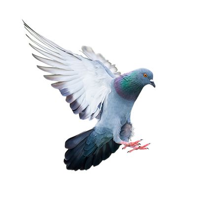 Global Pest Solutions