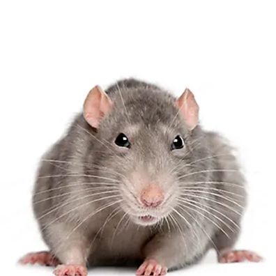 Global Pest Solutions