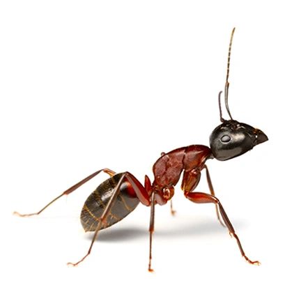 Global Pest Solutions