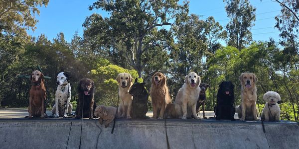 A lineup of various dog breeds sitting on a ledge outdoors.
