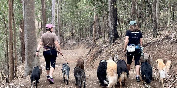 Two women walking nine dogs on a forest trail.